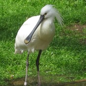 Eurasian Spoonbill
